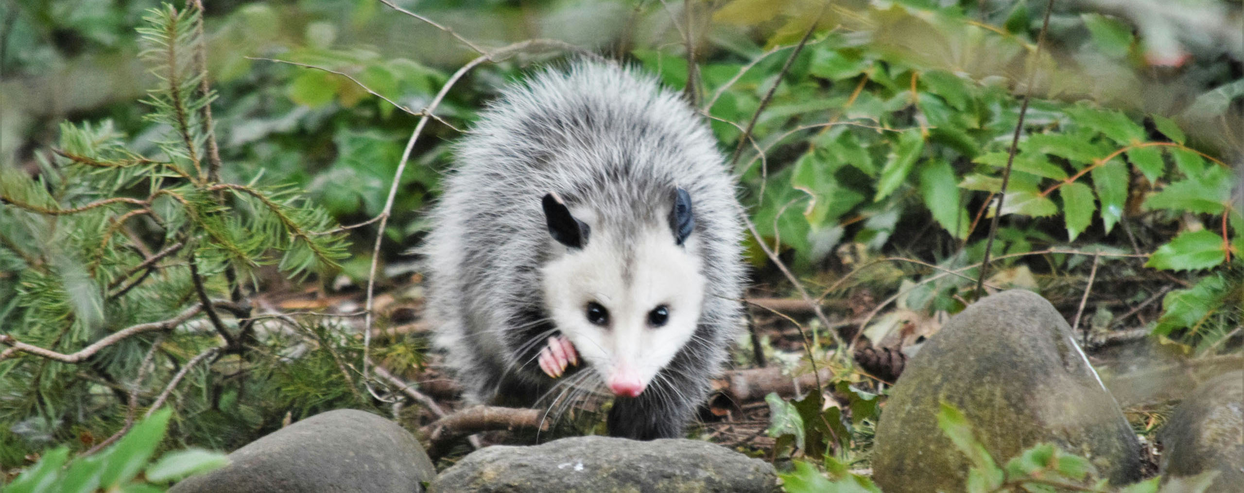 possum removal east TN
