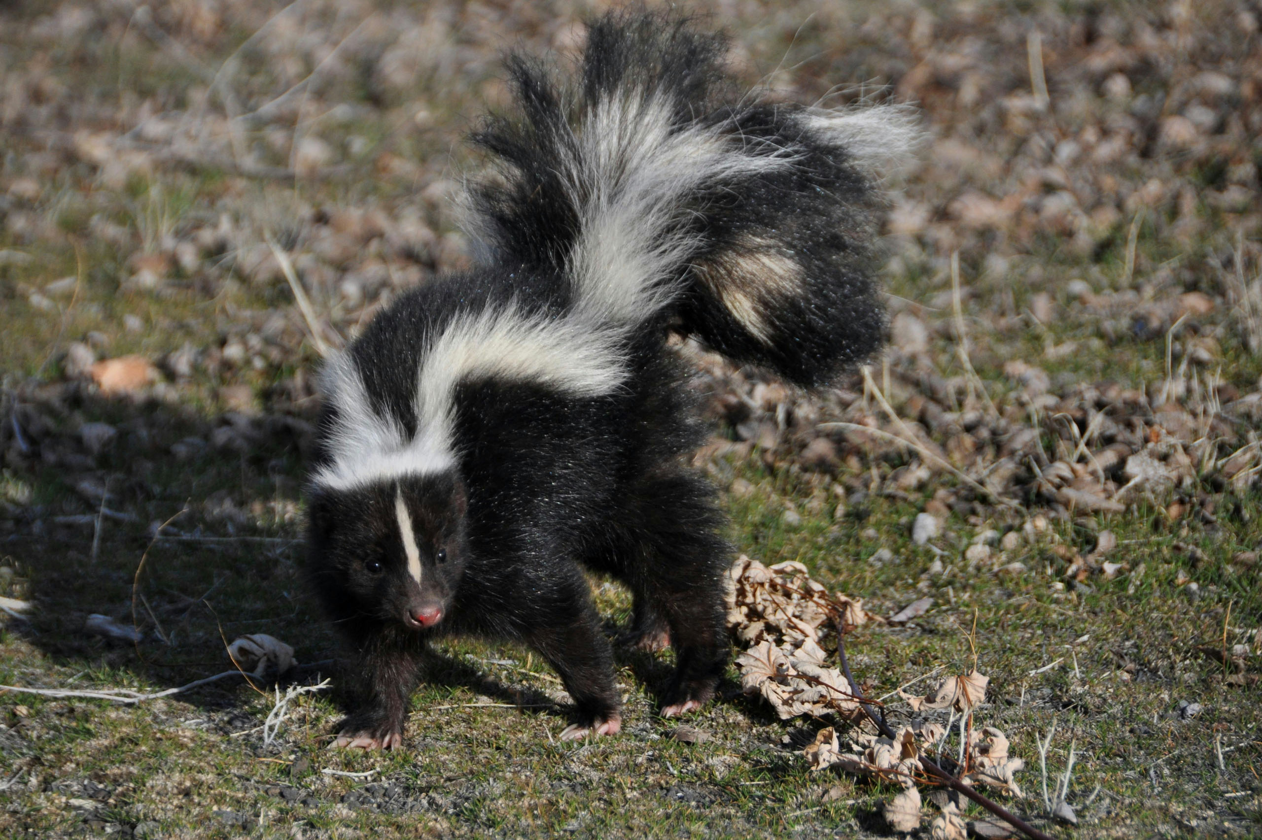 skunk removal