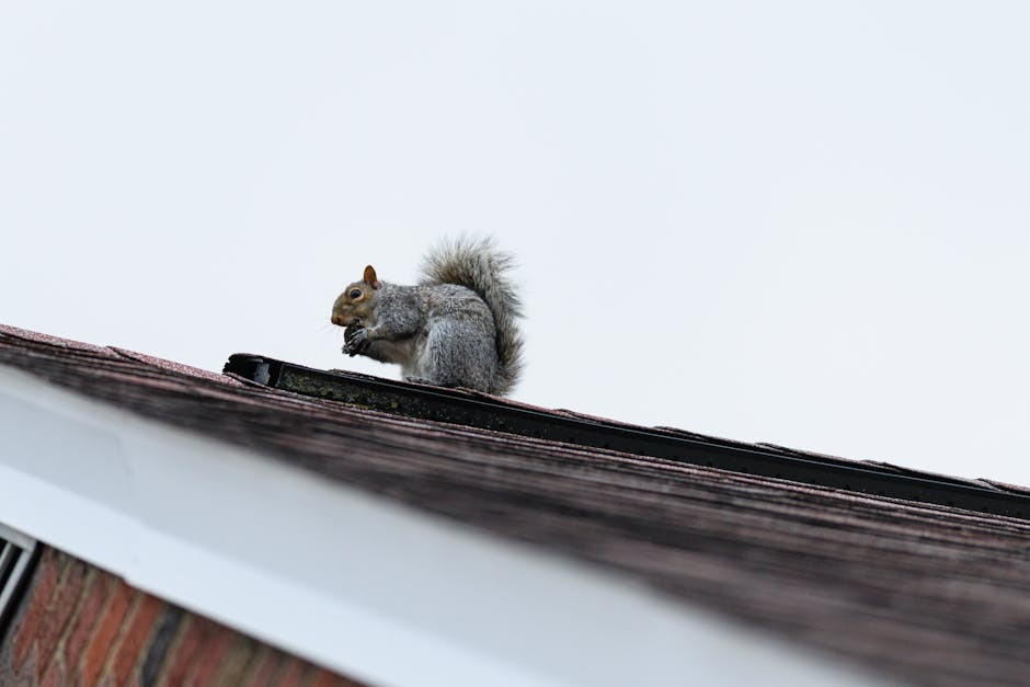 Is a Squirrel in Your Cleveland Attic Chewing Through Your Roof?