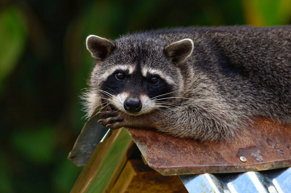Your Guide to East Tennessee Wildlife Removal Services