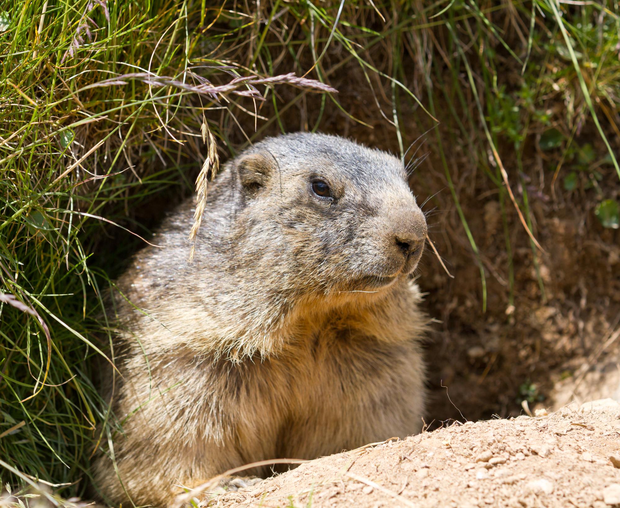Groundhog Removal